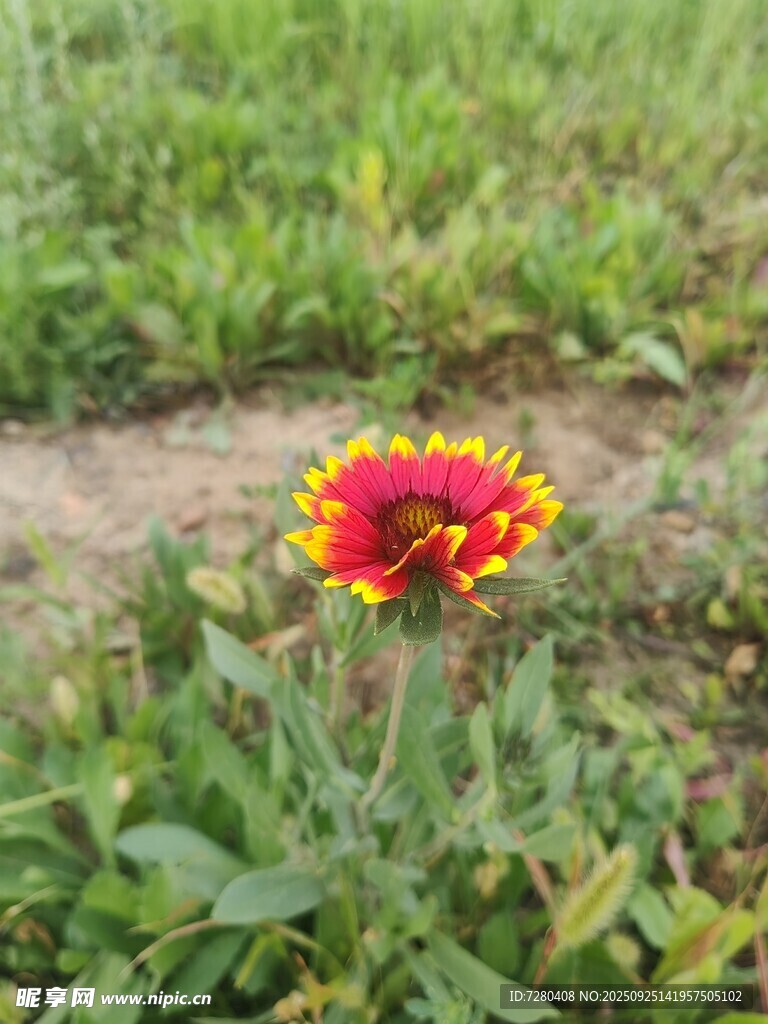 鲜艳天人菊绽放于草地