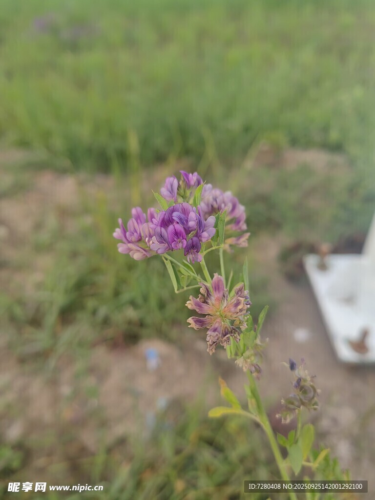 田野中的紫色小花