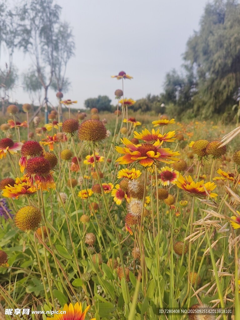 绚烂花海绽放自然之美