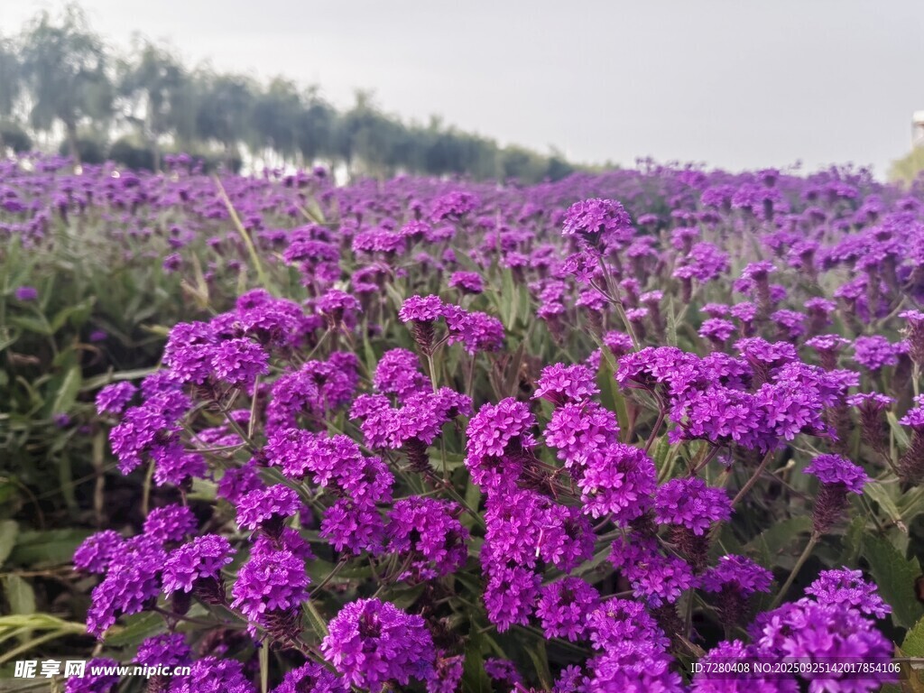 紫色花海绽放迷人魅力