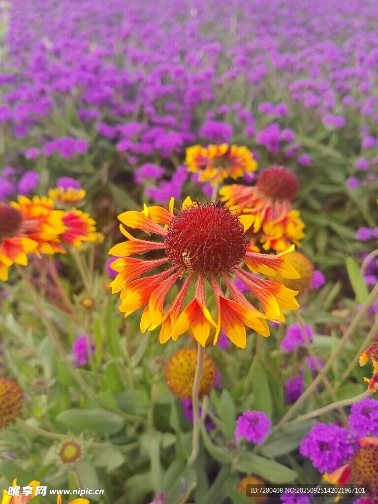 绚烂花海中的多彩花朵