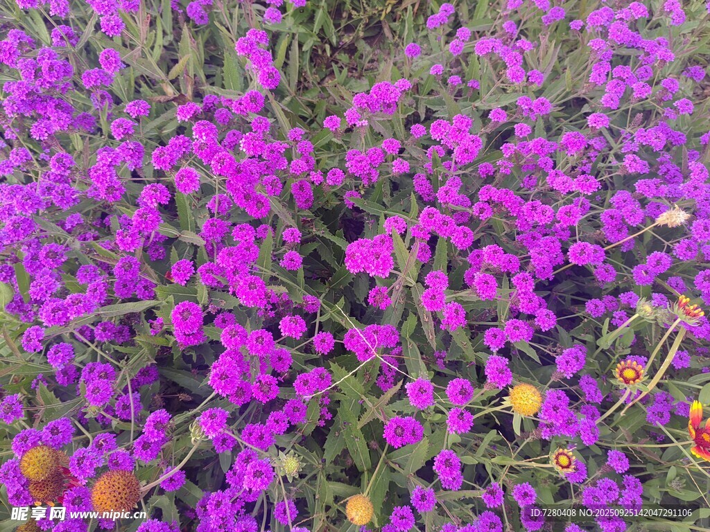 紫色花海浪漫迷人