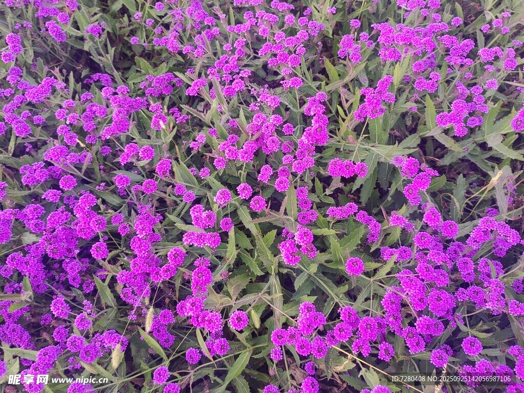 紫色花卉繁茂景象