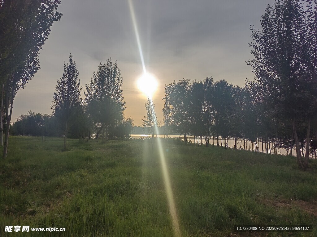 夕阳下的草地树林美景
