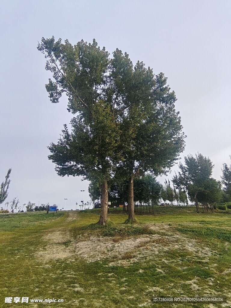 田野中的茂盛树木