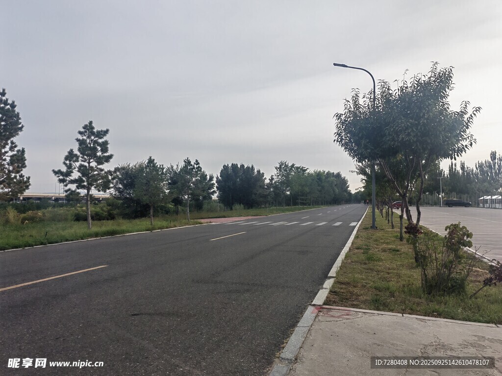 宽阔公路旁的绿树景观