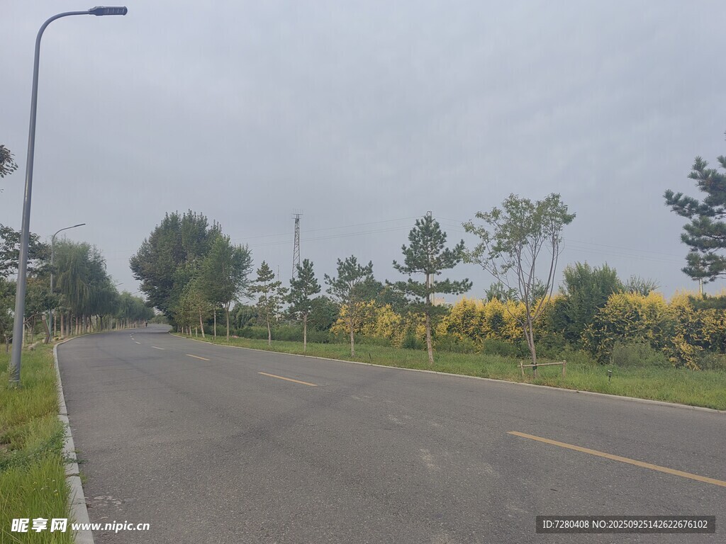 空旷道路旁绿植与路灯