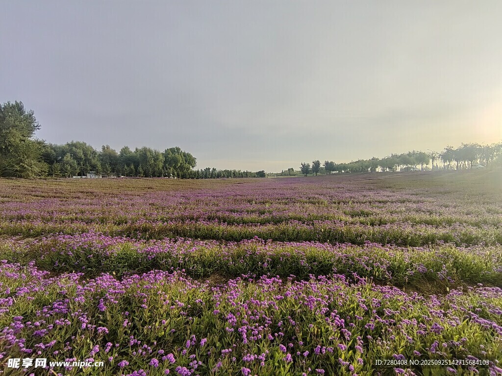 紫色花海田园风光美景