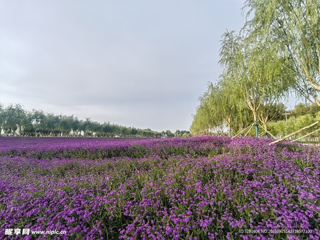 紫色花海美景