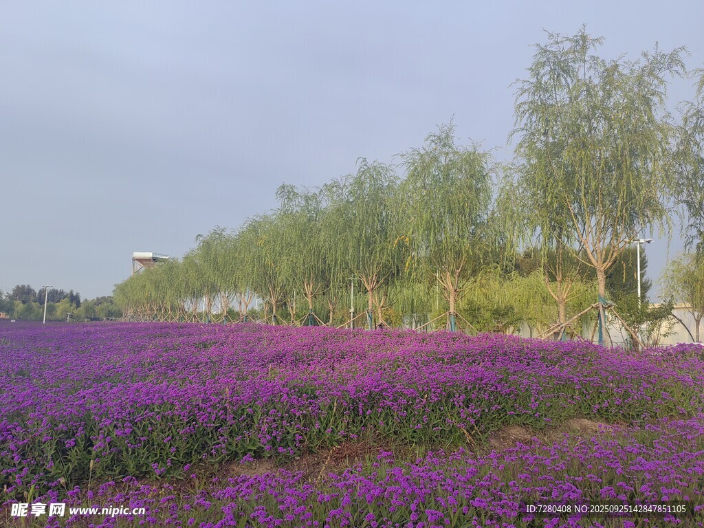 紫色花海美景