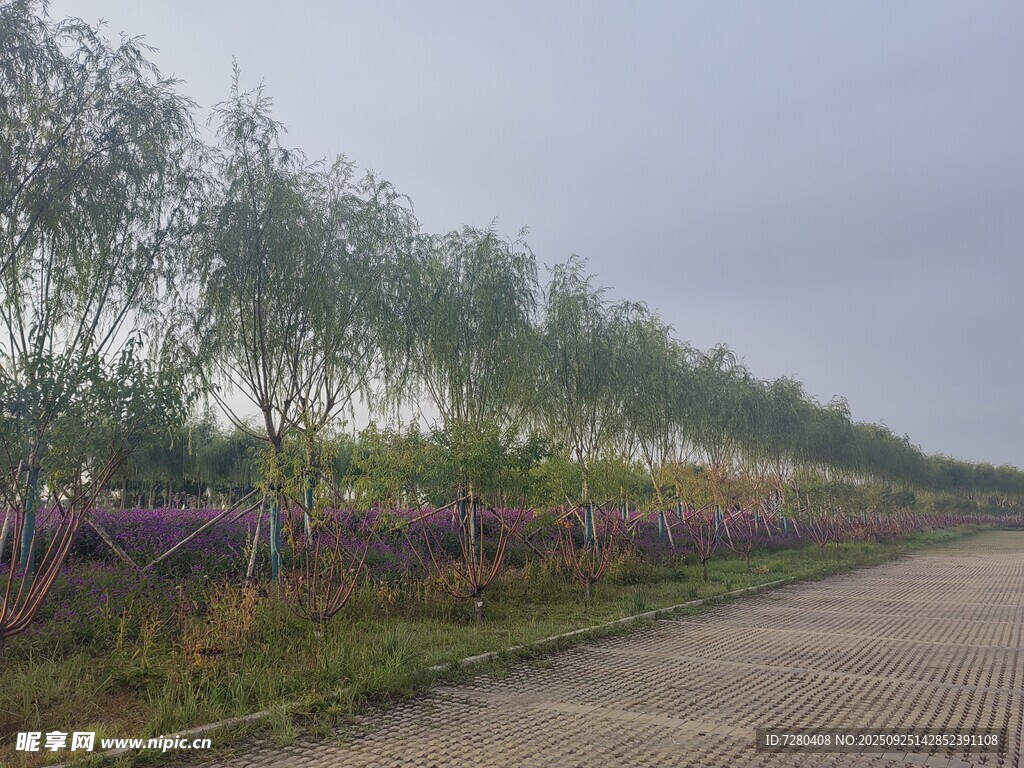 乡间花树旁的宁静小路
