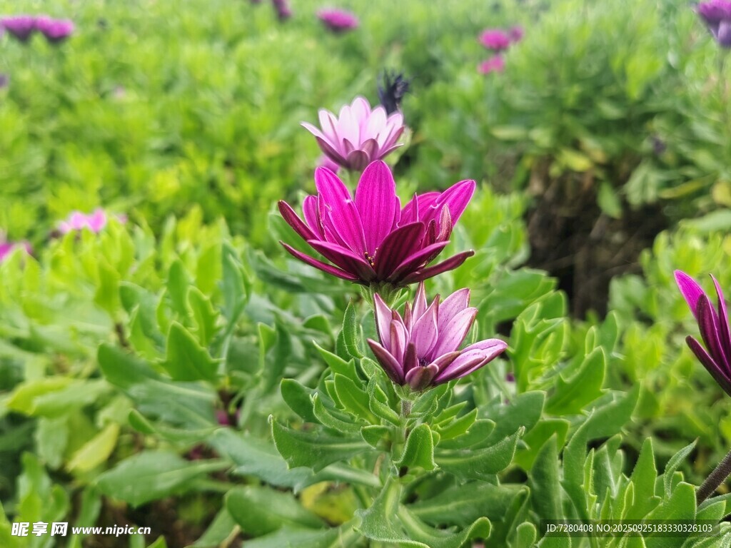 花丛中绽放的娇艳紫花