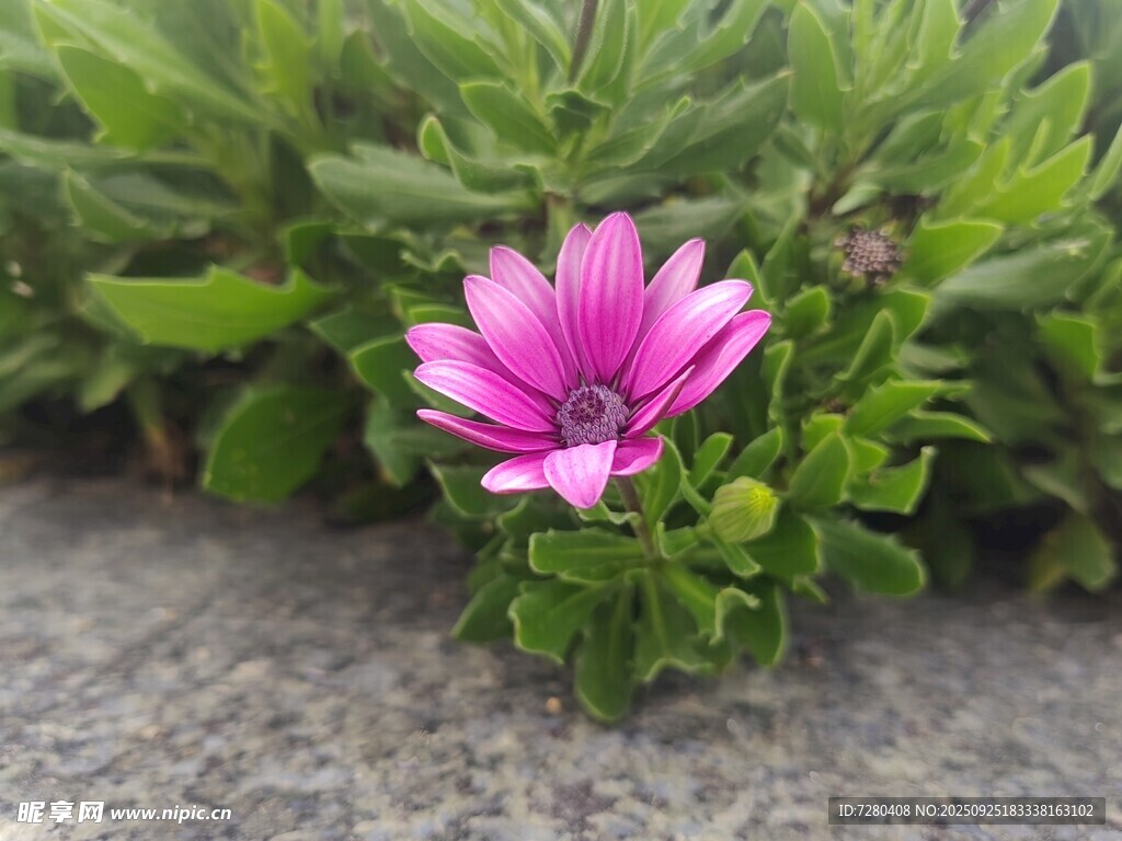石缝中绽放的粉色小花