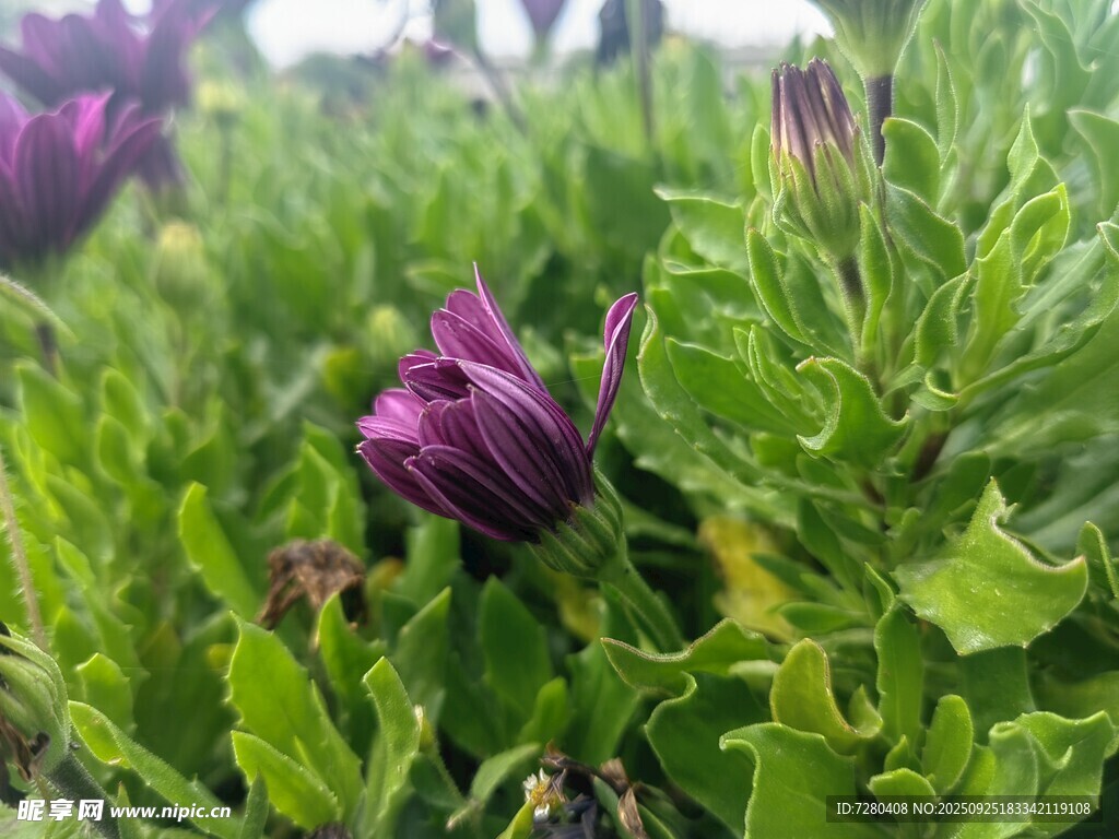 紫色花卉绽放于绿叶间