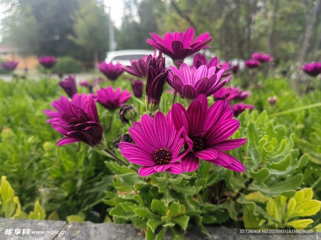 艳丽紫花绽放于绿植间