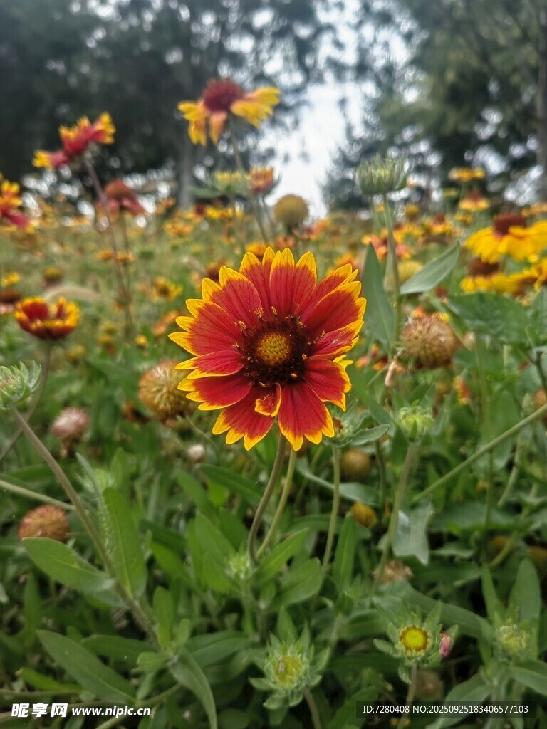 绚烂天人菊绽放于绿野