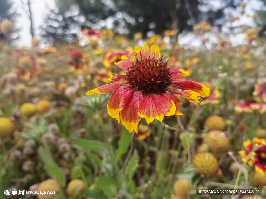艳丽天人菊绽放于草地