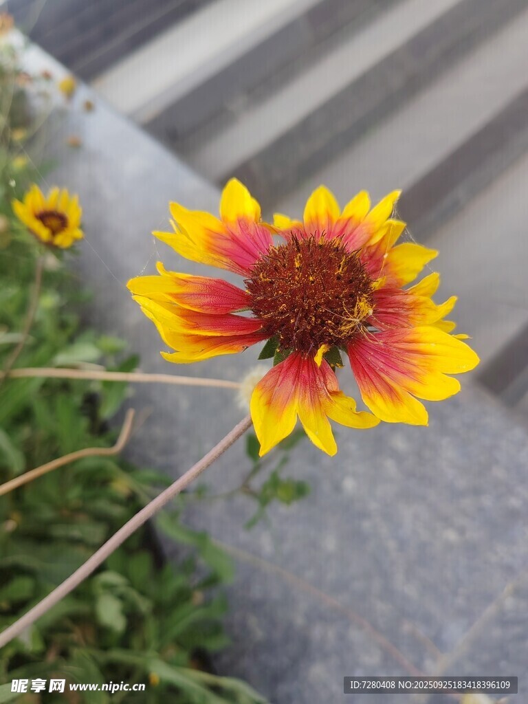 艳丽双色向日葵特写