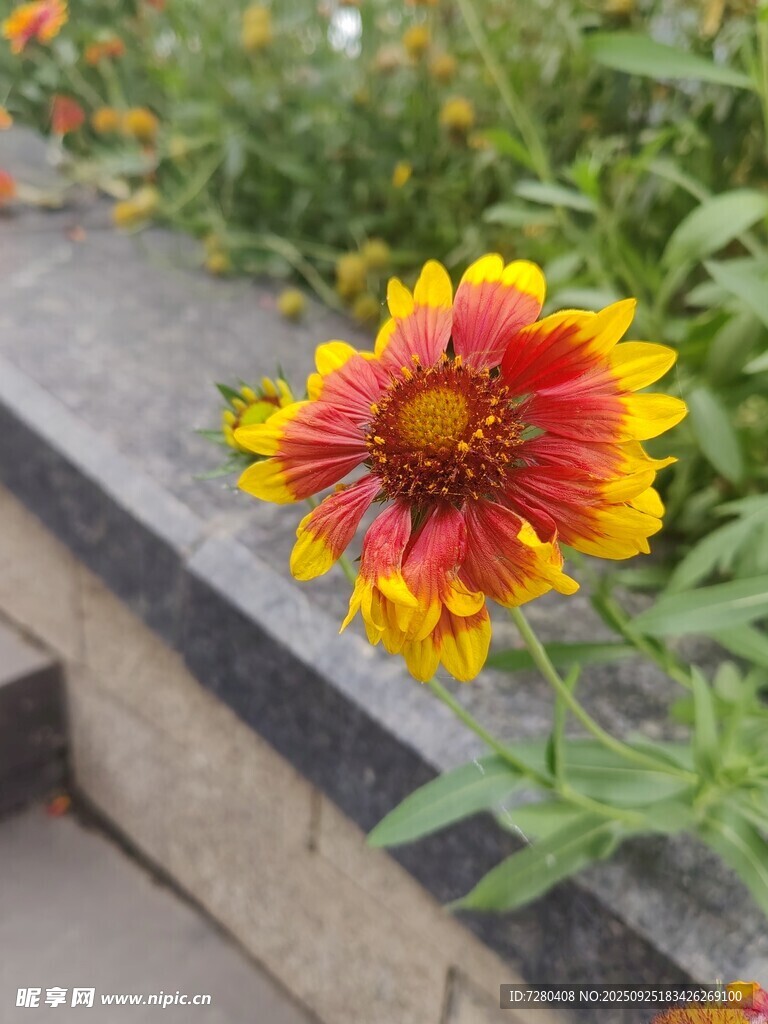 艳丽双色花朵绽放