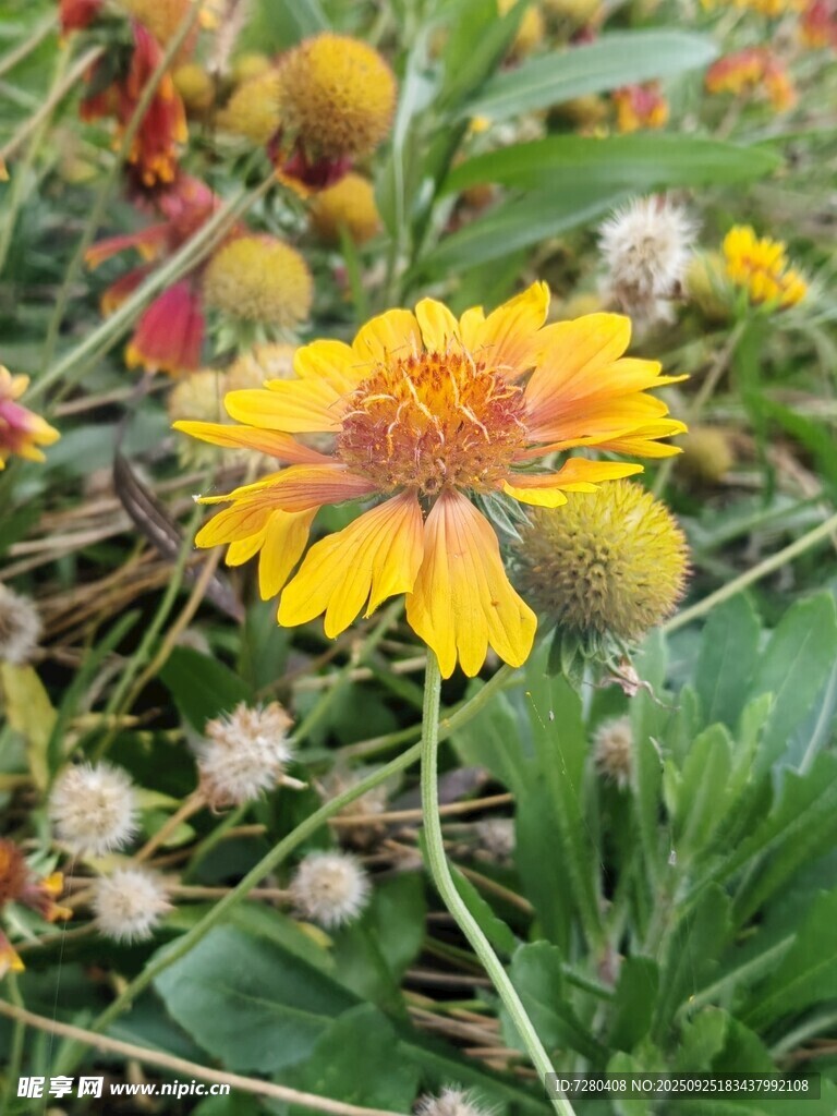 野外绽放的艳丽金鸡菊