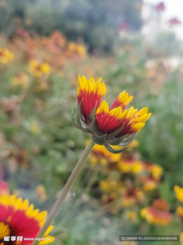 艳丽双色花朵特写