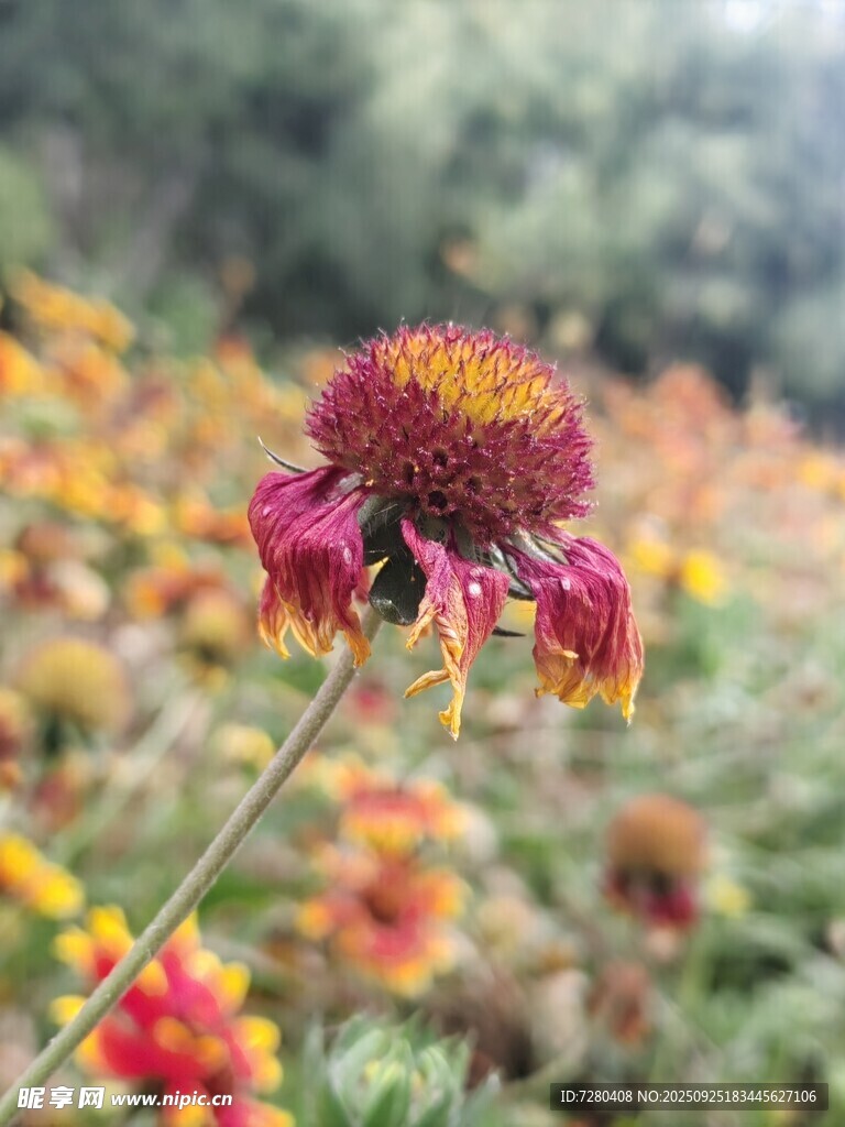 艳丽紫锥菊绽放于花丛中