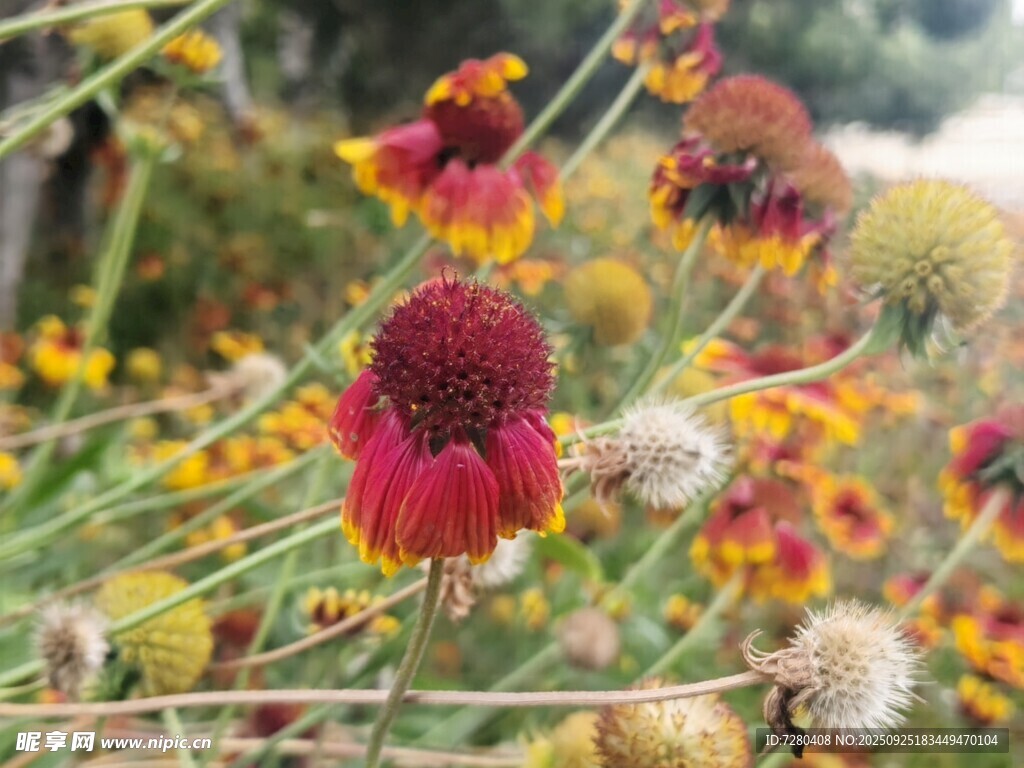 艳丽多彩的野花绽放