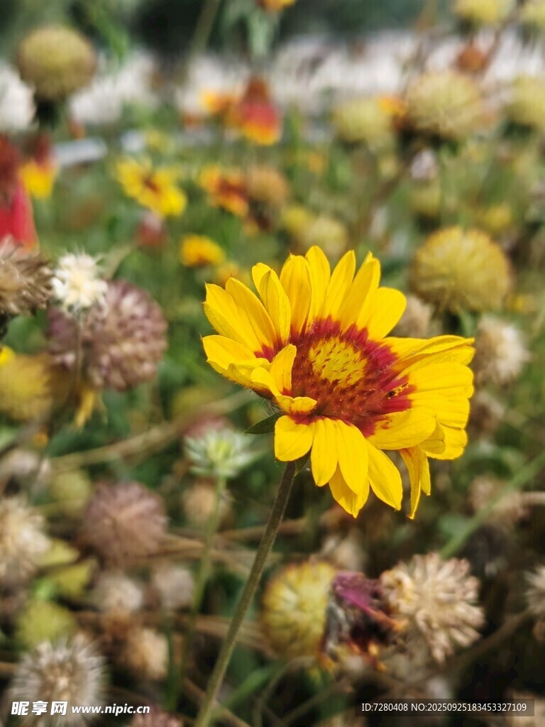 黄色花朵绽放于草丛间