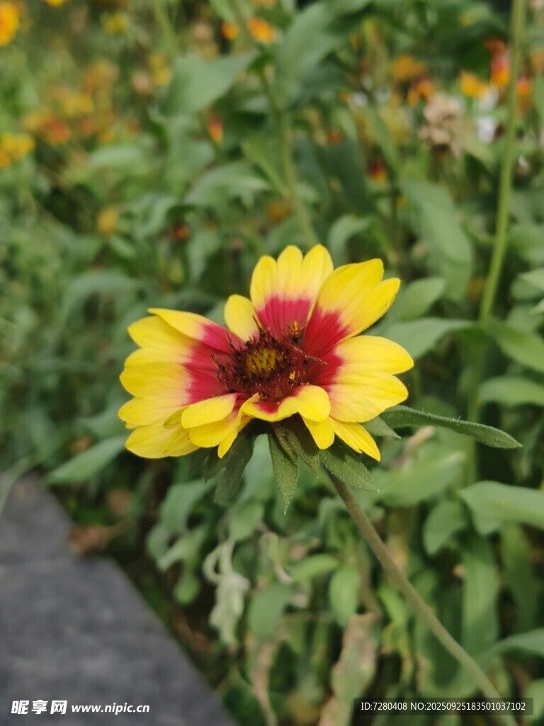 黄色黑心菊绽放于草丛