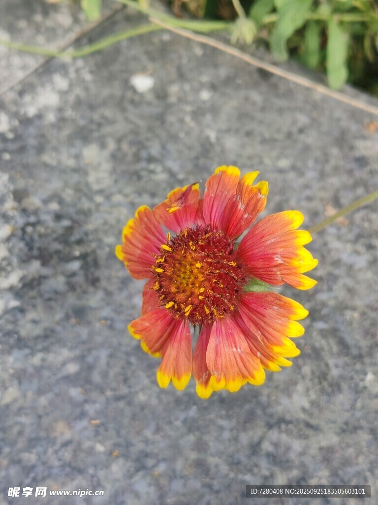 石上绽放的双色艳丽花朵