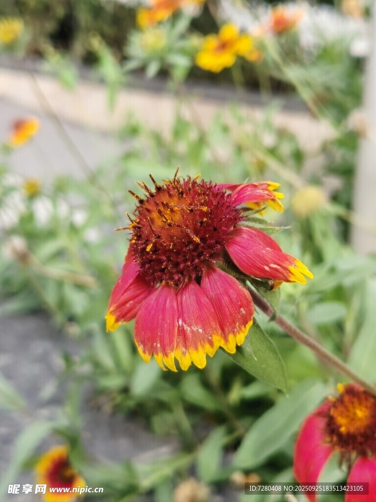 艳丽天人菊绽放于花丛