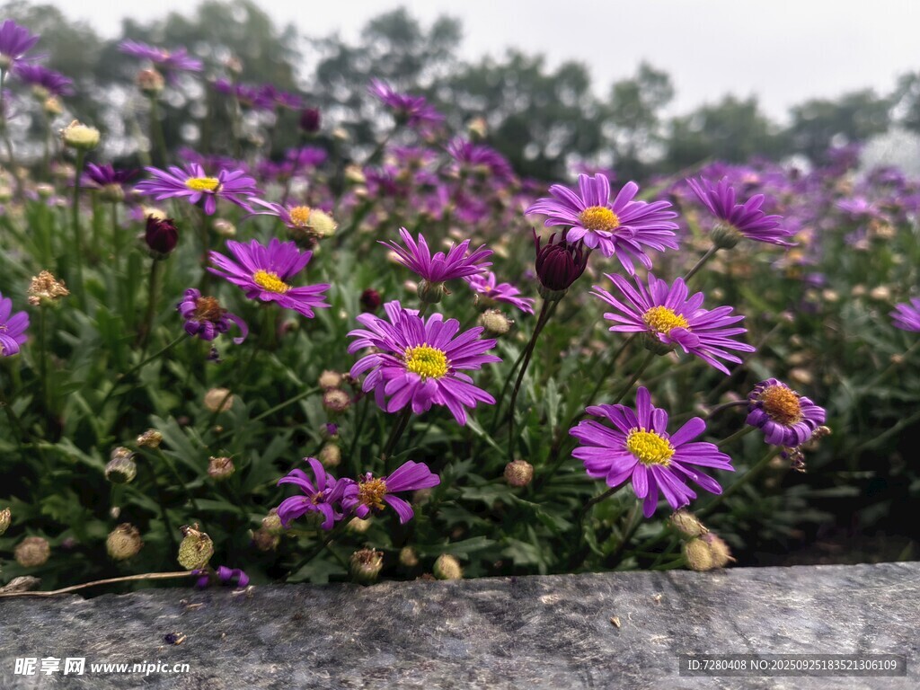 紫色小花绽放生机