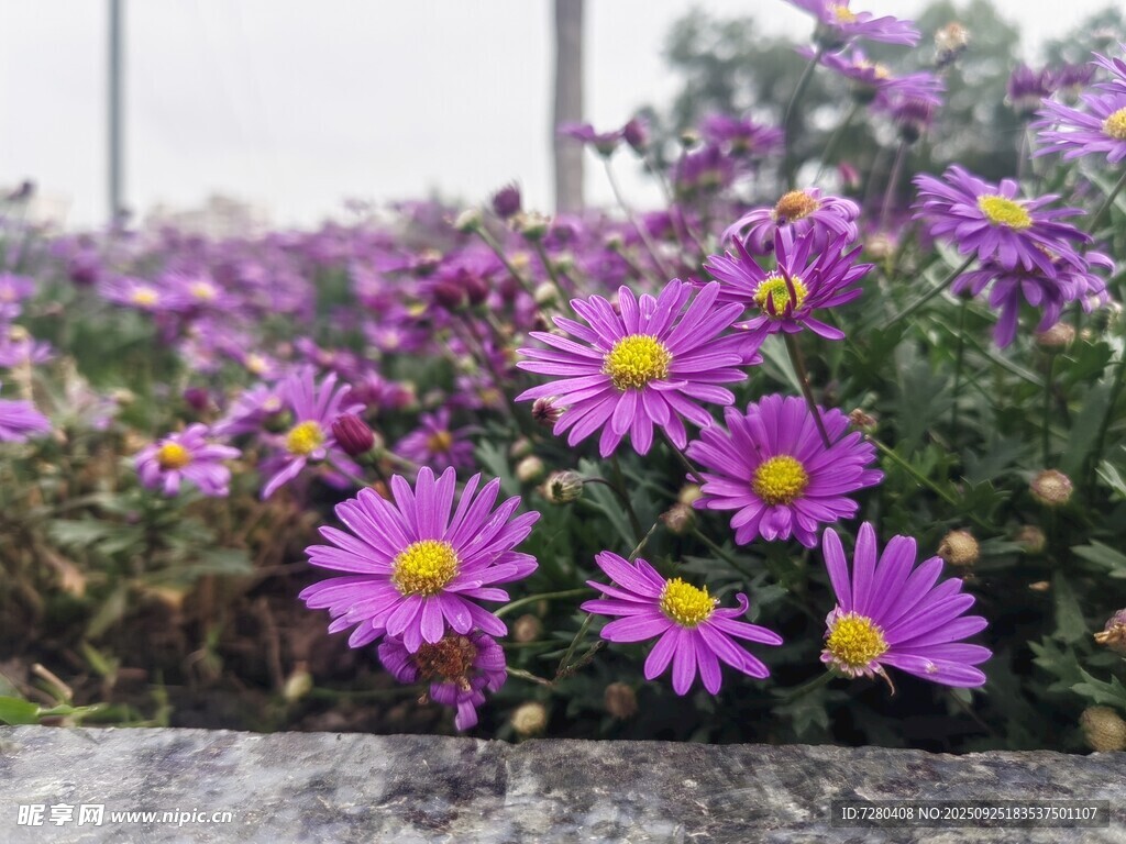 紫色雏菊绽放于花丛间