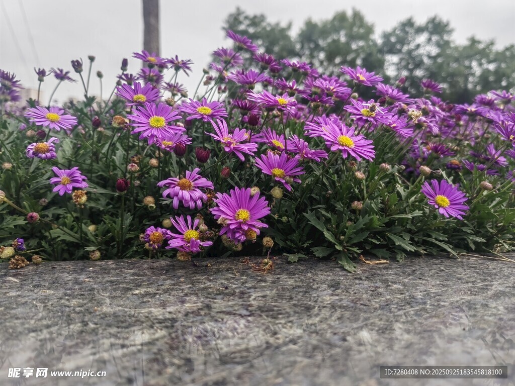紫色花卉绽放于路边