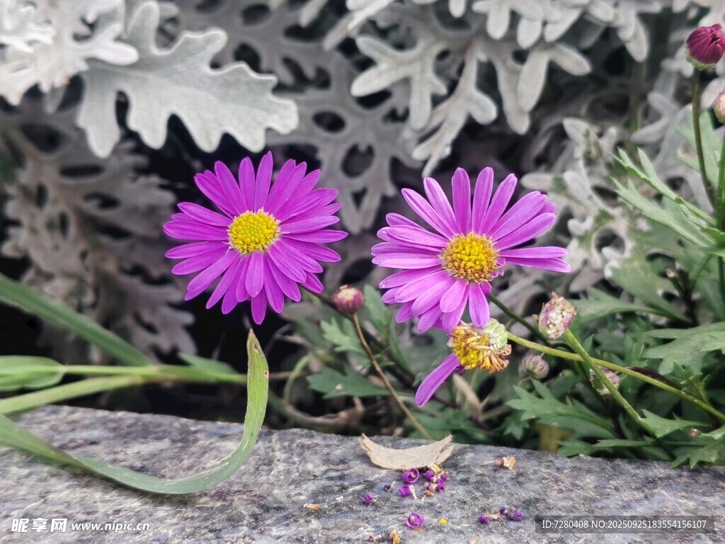 两朵绽放的紫色小雏菊