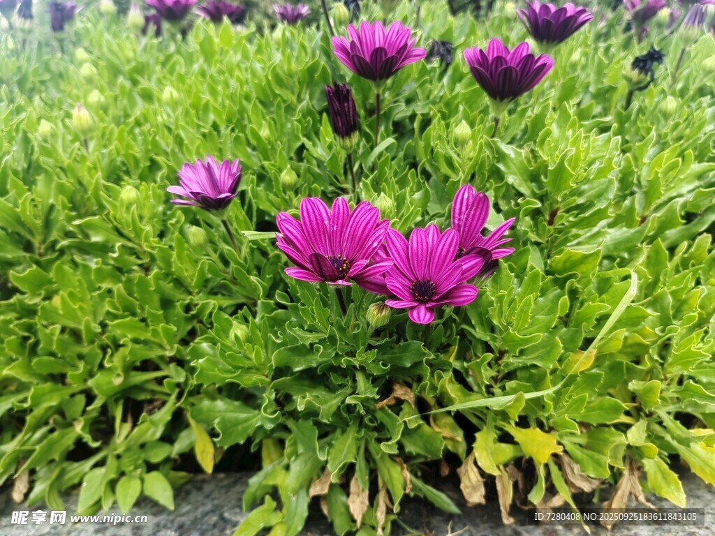 紫色小花绽放于翠绿草丛