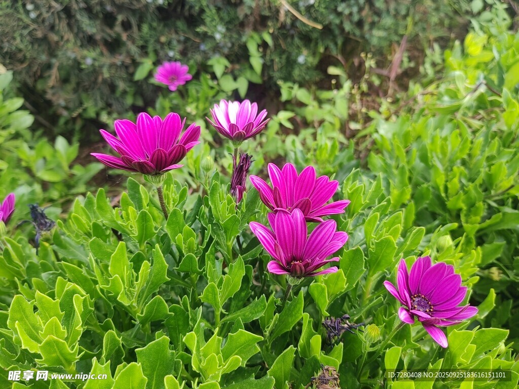 娇艳绽放的多彩花朵