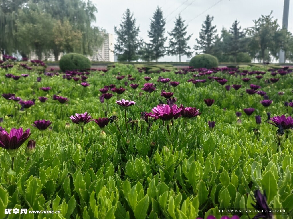 紫色花海绿意盎然的美景