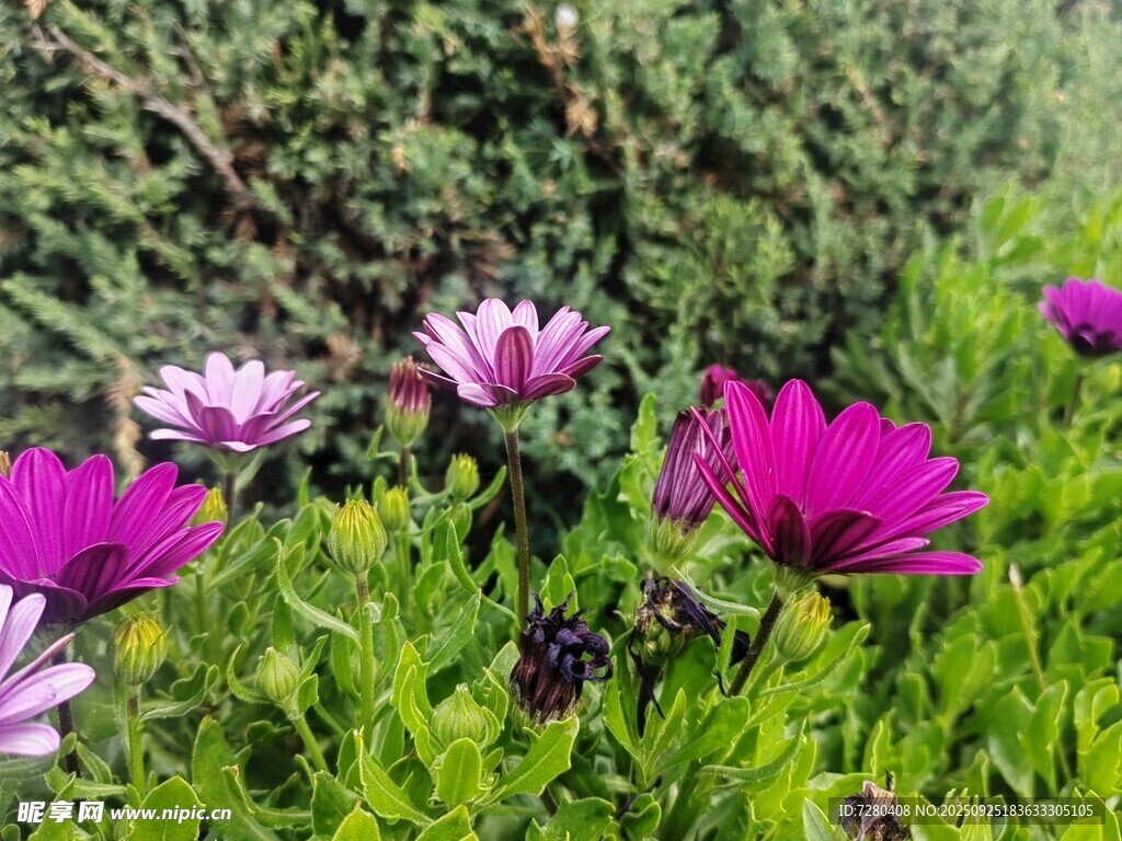 缤纷绽放的美丽小雏菊