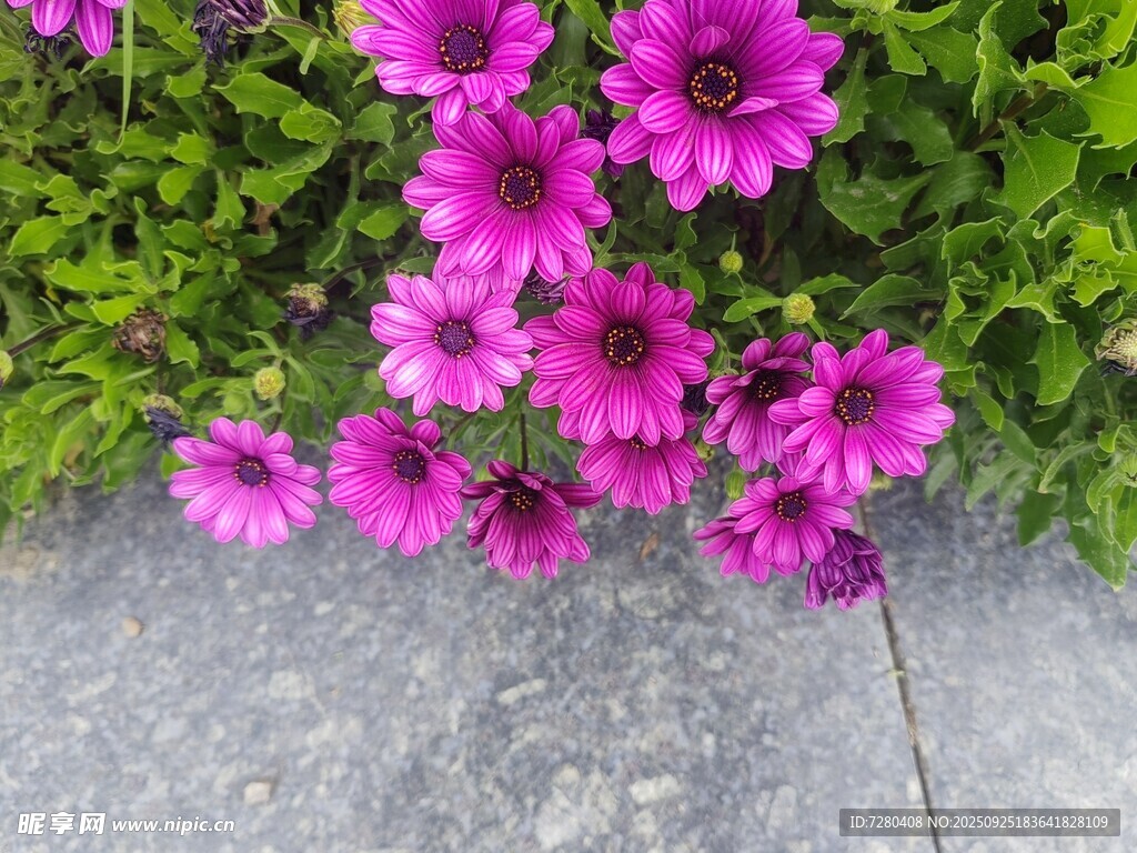 紫色雏菊绽放于石边