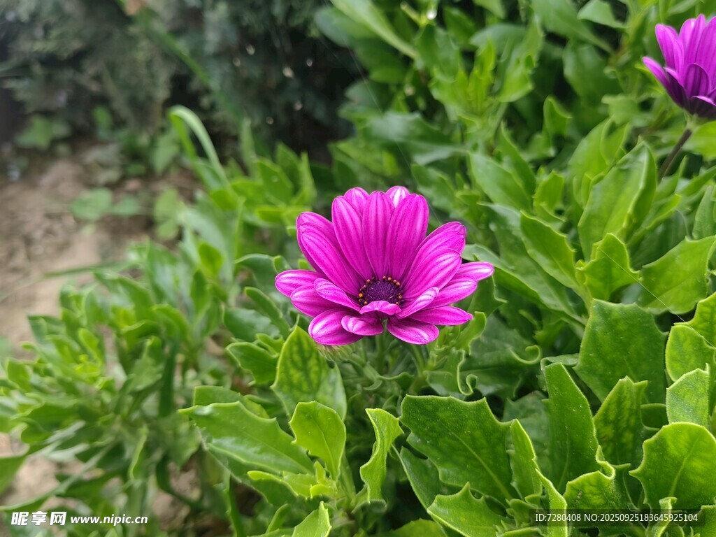 娇艳紫花绽放于绿叶间