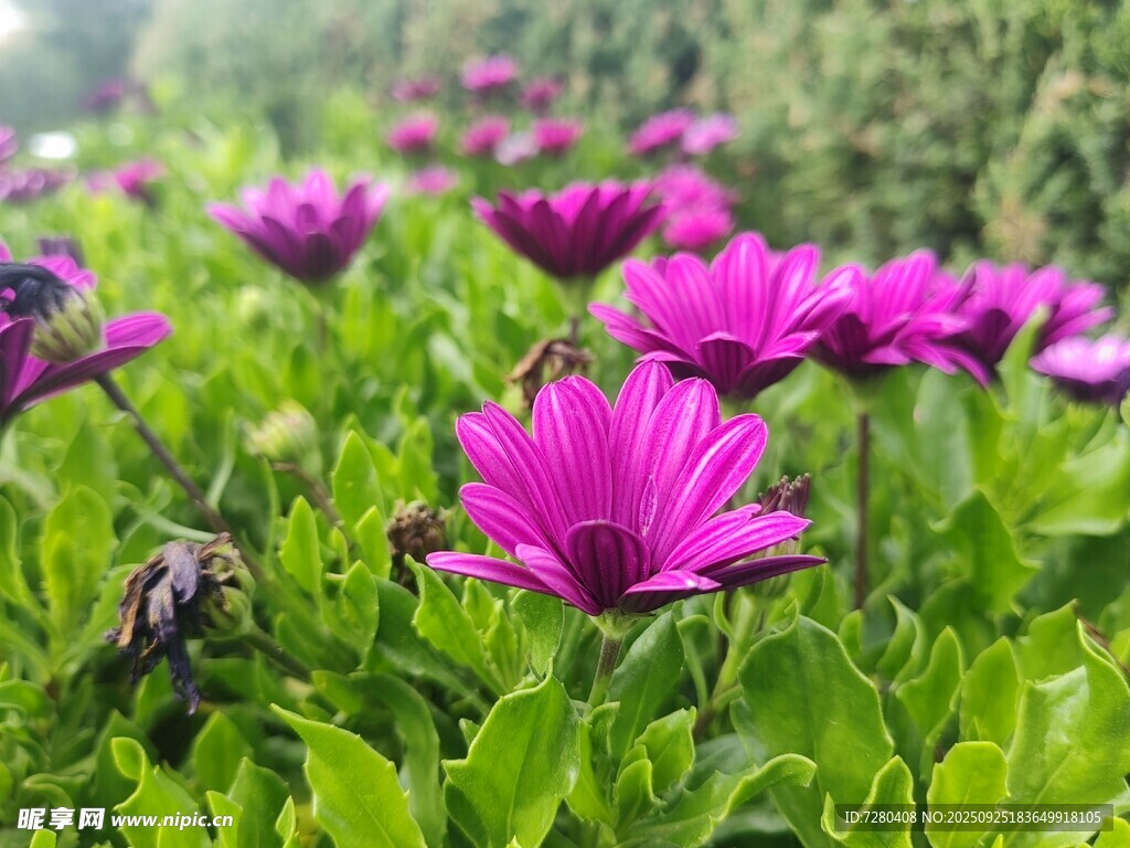 艳丽紫花绽放于绿叶间