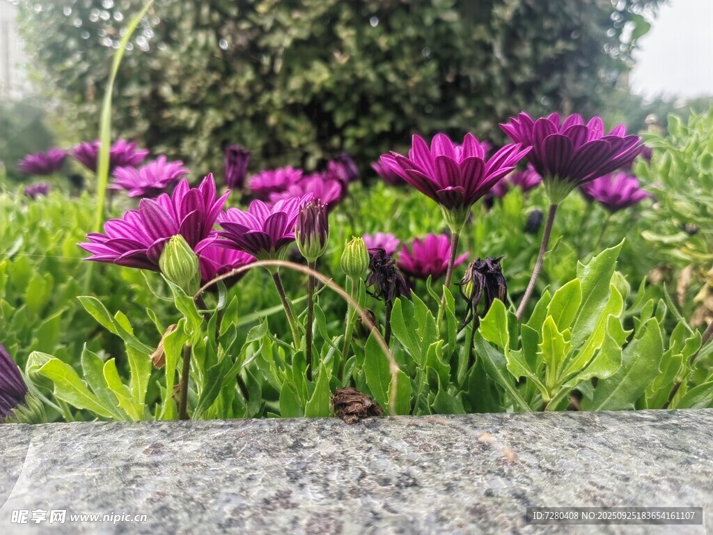紫色花卉绽放于绿植间