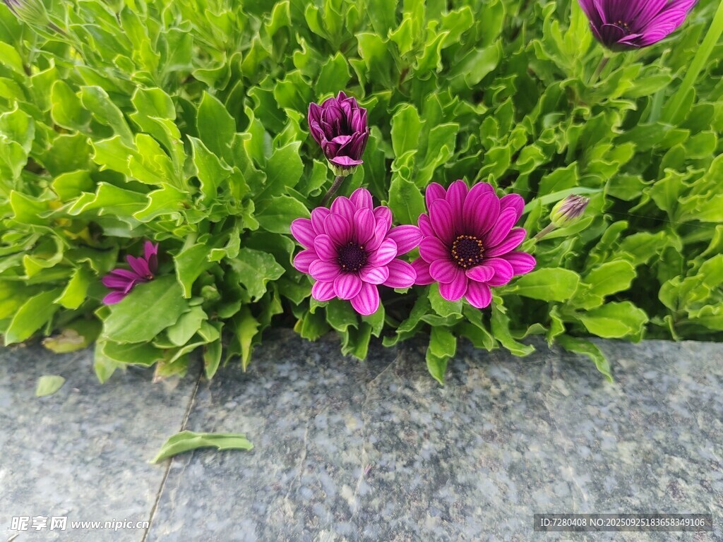 紫色小花绽放于绿草间