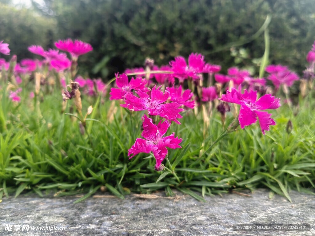 粉色石竹花绽放于草地