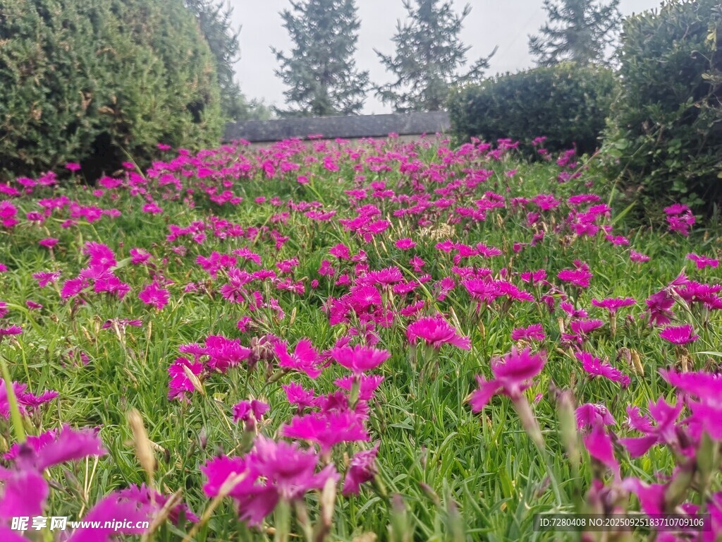 浪漫粉花田自然之美景