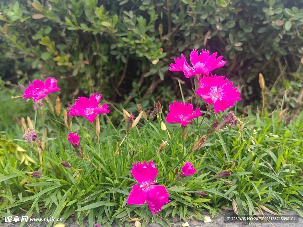娇艳粉色花朵绽放草丛中