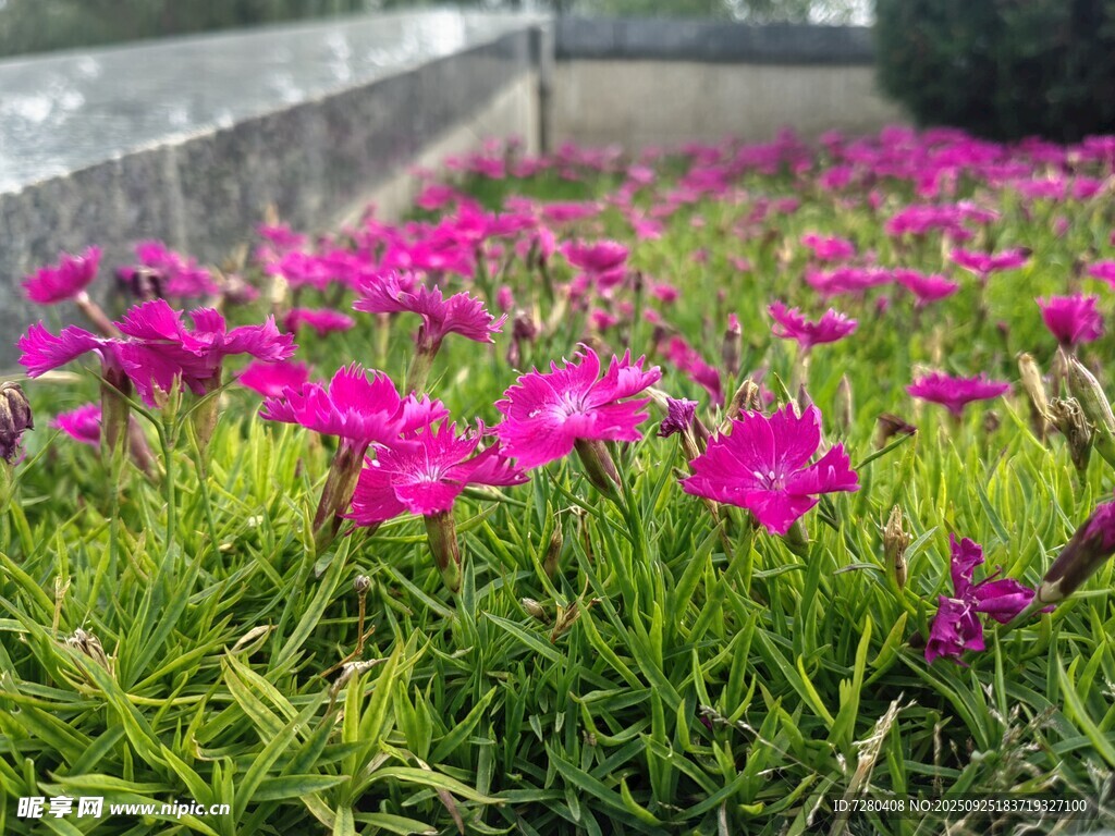 粉色花簇绽放于绿草间