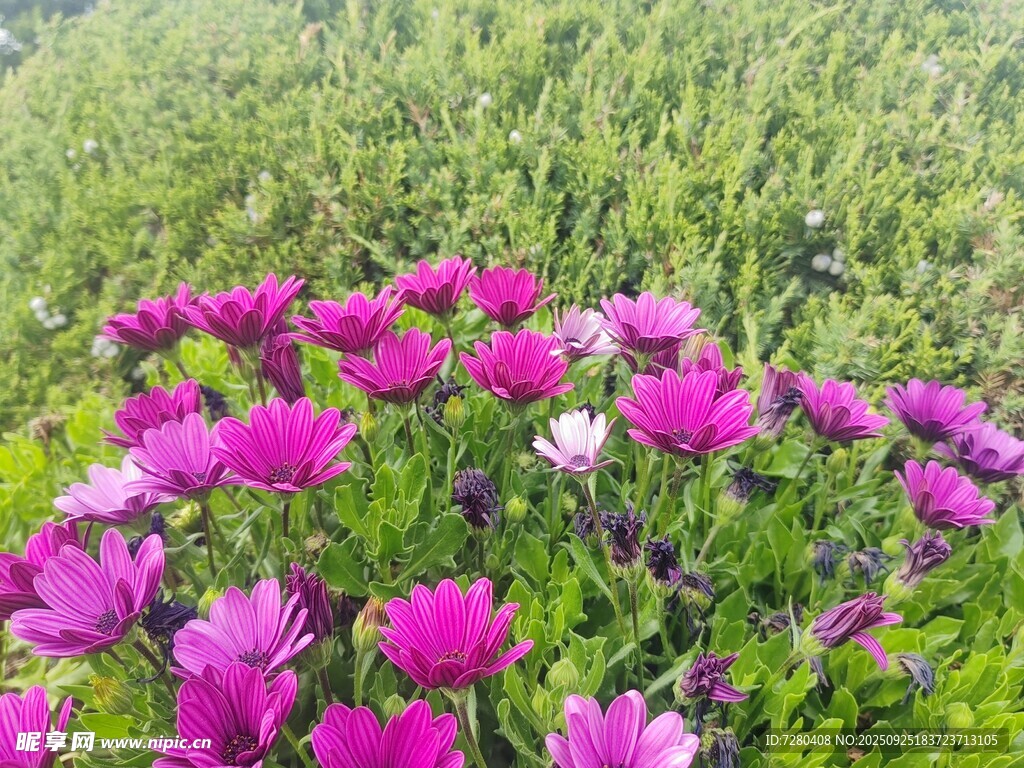 艳丽花丛中的粉色花朵