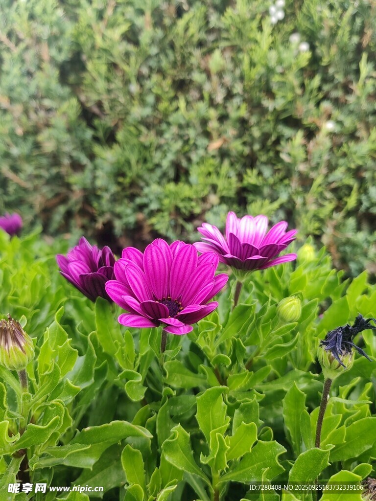 娇艳紫色花朵绽放绿叶间